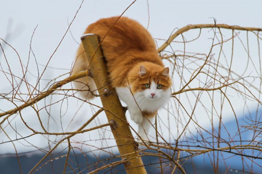 How To Keep A Cat From Climbing A Tree