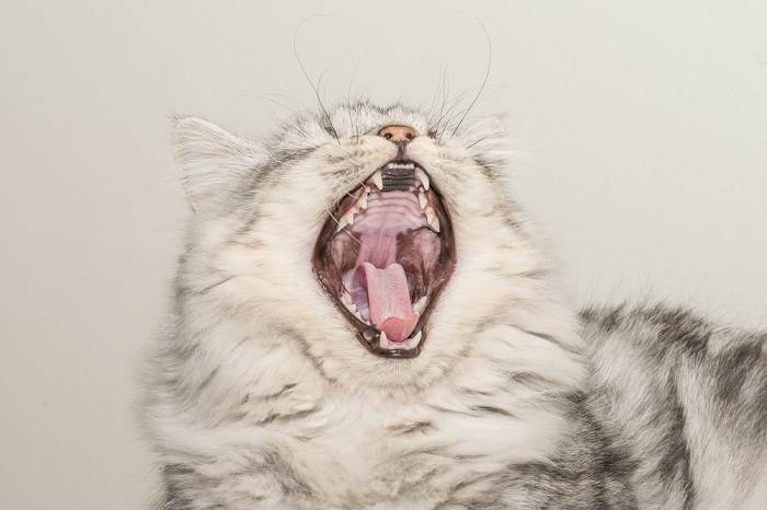 Cat yawning