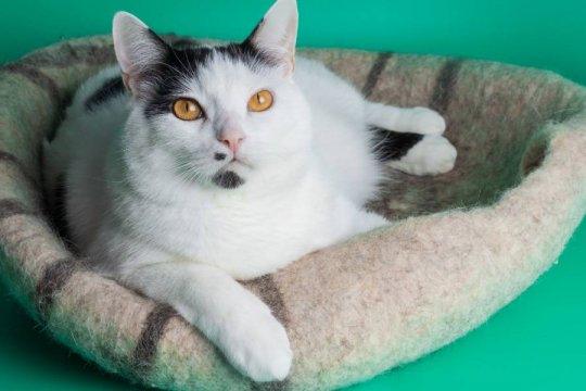 Should You Leave On A Light For A Cat At Night?