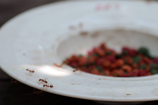 10 Ways To Keep Ants Away From Cat Food