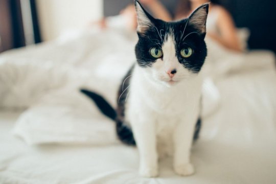 Should I Talk To My Cat Through A Camera?