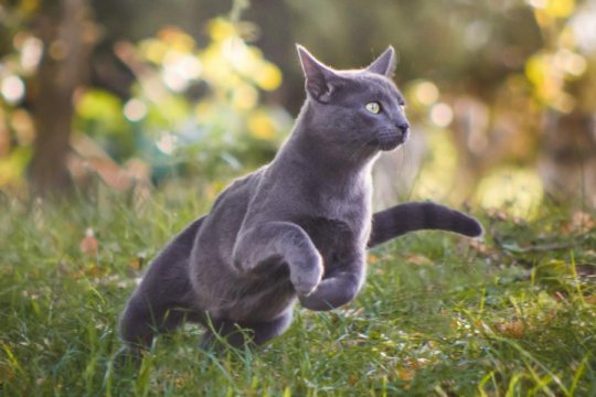 Can Cats Have ADHD? 6 Signs To Watch Out For