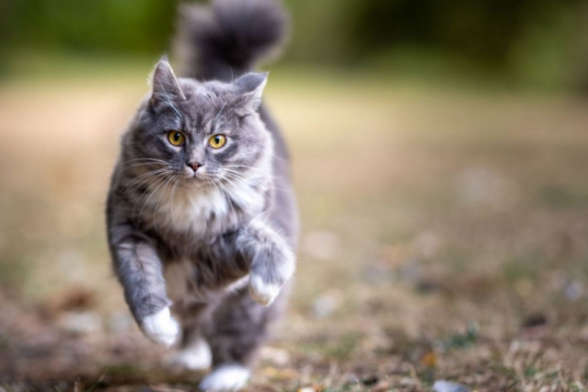 8 Steps to Bringing a Stray Cat Inside