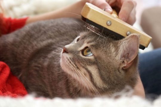 How Often Should You Brush Your Cat?