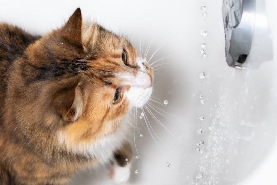 Why Is My Cat Pooping in the Tub?