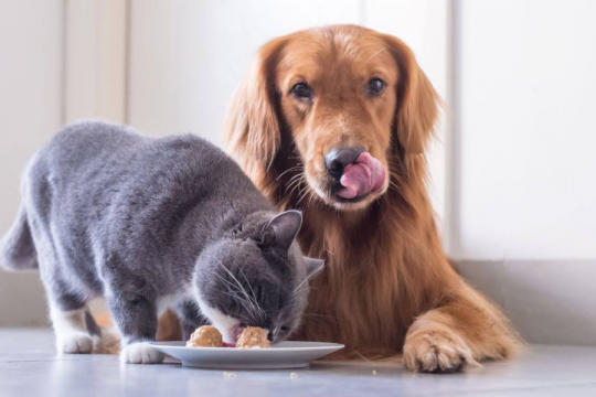10 Ways To Keep Dogs Out Of Cat Food