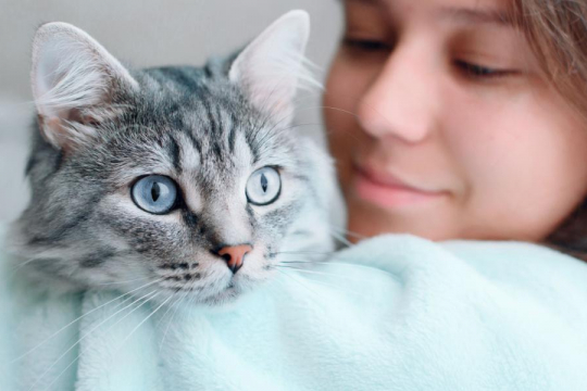 How Much DNA Do We Share With Cats?