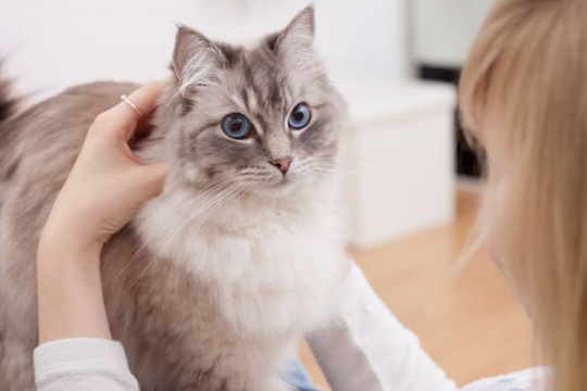 10 Ways To Keep Cats Entertained In A Small Apartment