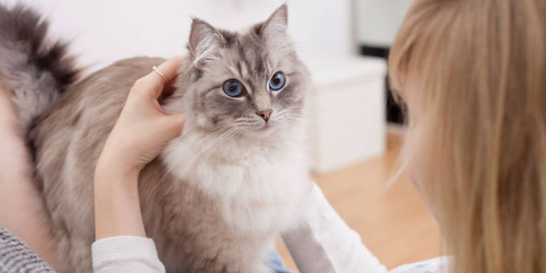 10 Ways To Keep Cats Entertained In A Small Apartment