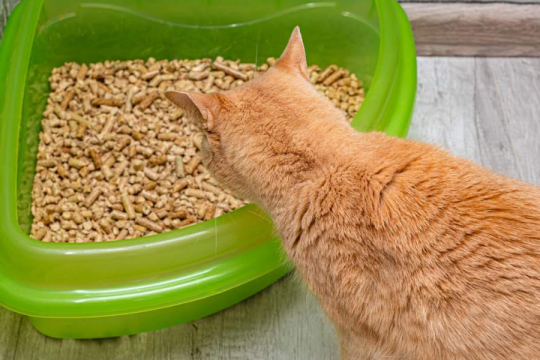 Why Is My Cat Eating Litter? And How To Stop It