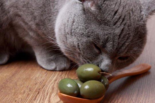 Why Are Some Cats So Obsessed With Olives?