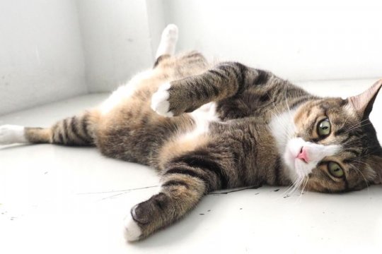 Do Cats Have Belly Buttons?