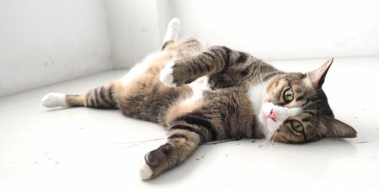 Do Cats Have Belly Buttons?