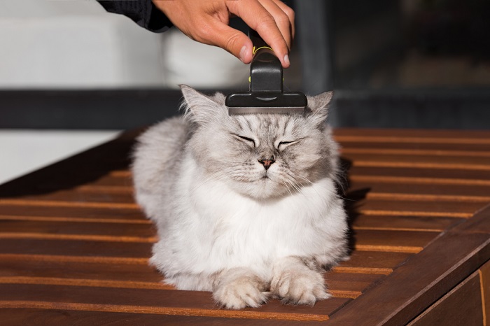 An adorable cat with fluffy white and brown fur being gently brushed by a person. 