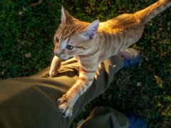 Cat climbing like a tree