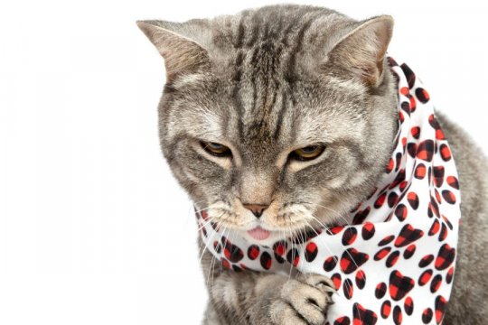 Can Cats Get Kennel Cough?