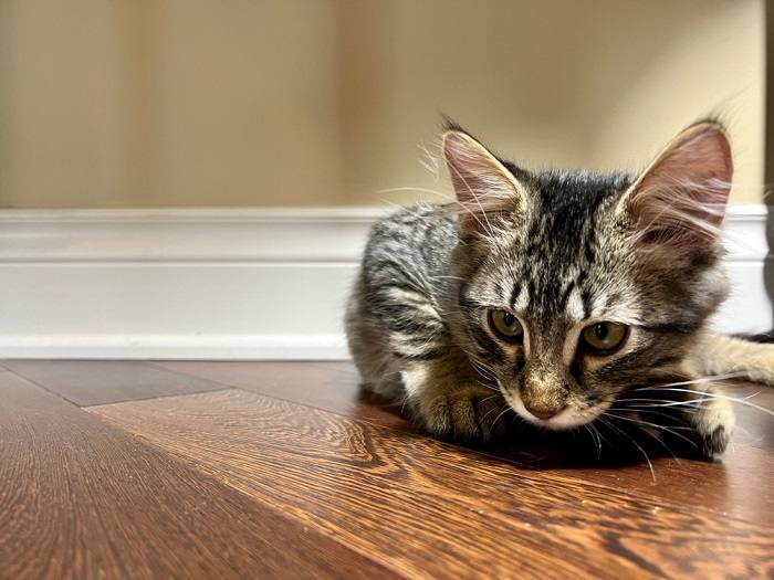 Attentive cat with a single ear raised, displaying curiosity. The image captures the feline's alert posture and keen interest.