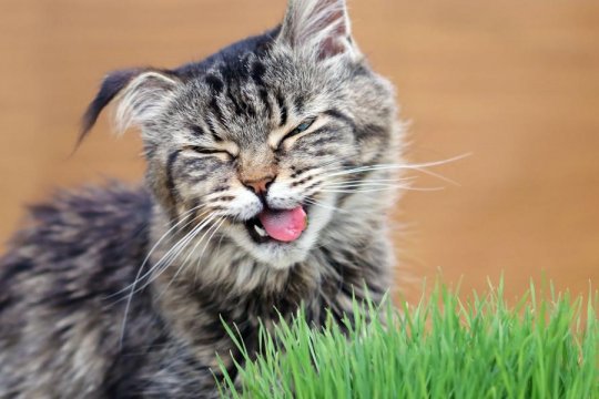 What Smells Do Cats Hate?