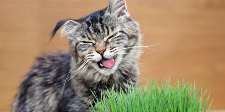 What Smells Do Cats Hate?
