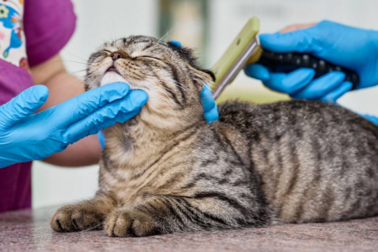 How Often Should I Take My Cat To The Groomer?
