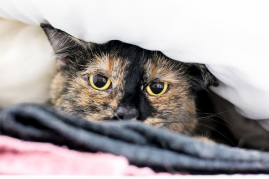 Why Is My Cat So Skittish All of a Sudden? 8 Reasons!