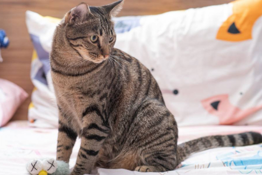 Why Did My Cat Poop on My Bed? A Veterinarian Explains
