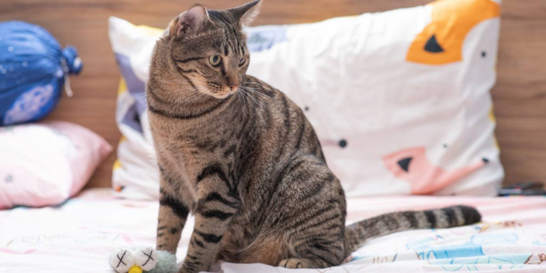 Why Did My Cat Poop on My Bed? A Veterinarian Explains