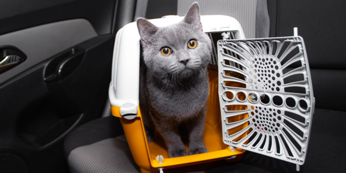 A cat in a carrier, a common method for safe transport of feline companions during travel or veterinary visits.