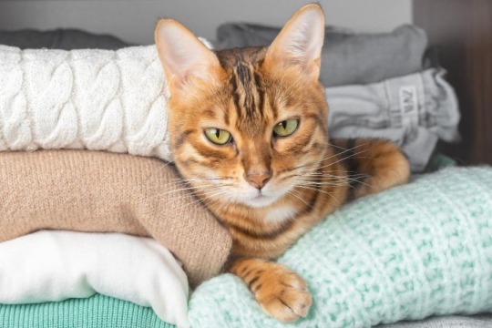 Why Is My Cat Hiding and Sleeping in the Closet?