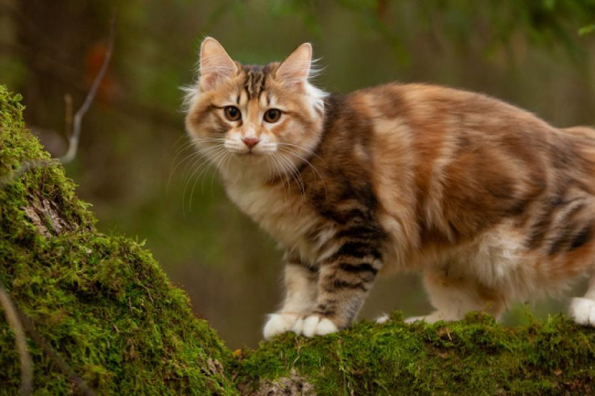 What To Do if Your Cat Is Stung by a Scorpion