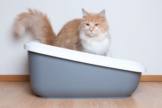 How To Get Poop Out Of Cat Fur