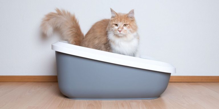 How To Get Poop Out Of Cat Fur