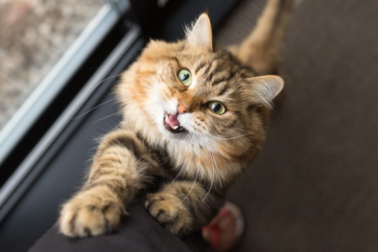 Why Does My Cat Use Me as a Scratching Post?