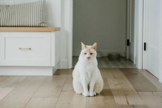 How to Safely Keep Cats Out of a Room