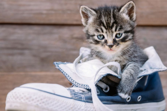 Why Do Cats Pee & Poop in Shoes?