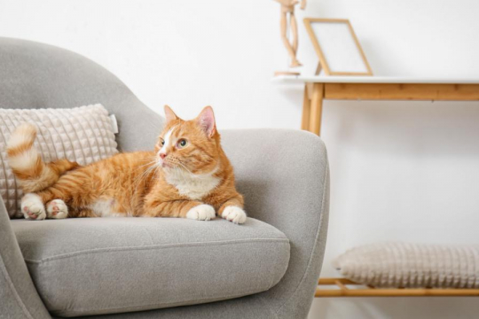 150 Best Latin Names for Male & Female Cats With Meanings