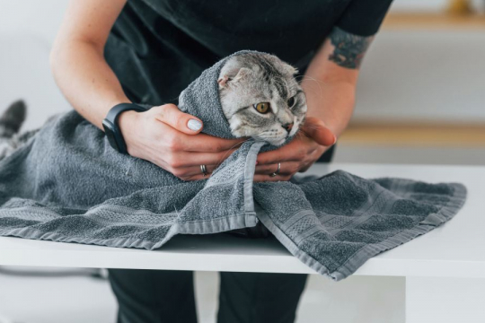 How To Catch a Cat With a Towel