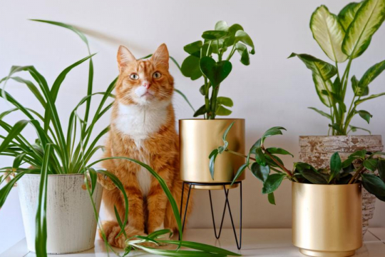 10 Proven Ways To Keep Cats Out Of Plants
