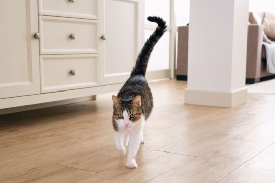 Cat Limping: Causes & When To Go to the Vet