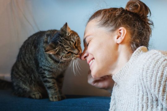 What Does It Mean When Your Cat Licks You?