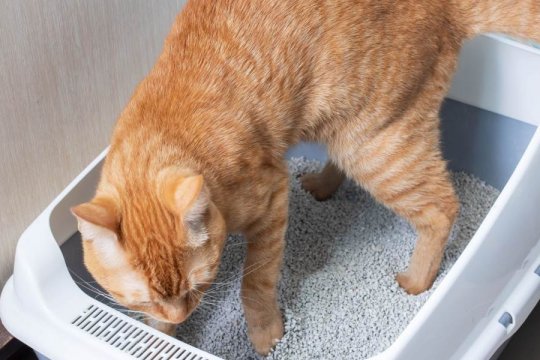 How To Set Up Your Cat's Litter Box For Success