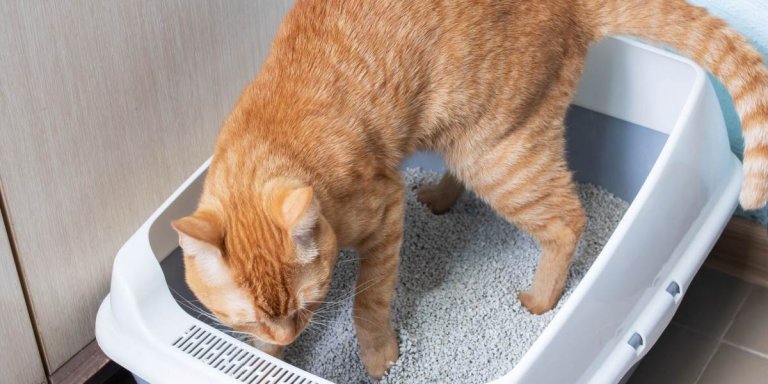 How To Set Up Your Cat’s Litter Box For Success