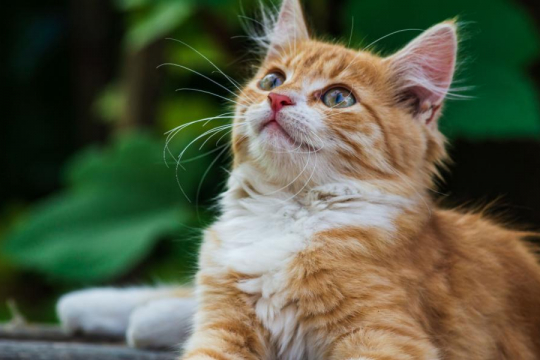 10 Reasons Why Cats Smack Their Lips