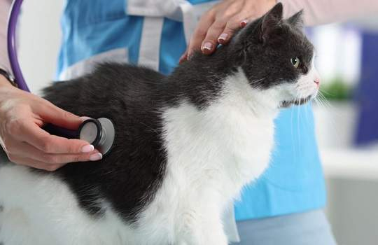 Pneumothorax in Cats (Cat Collapsed Lung)
