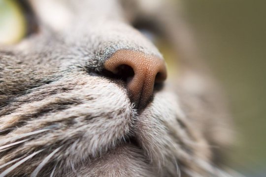 Are Cats’ Noses Supposed To Be Wet?