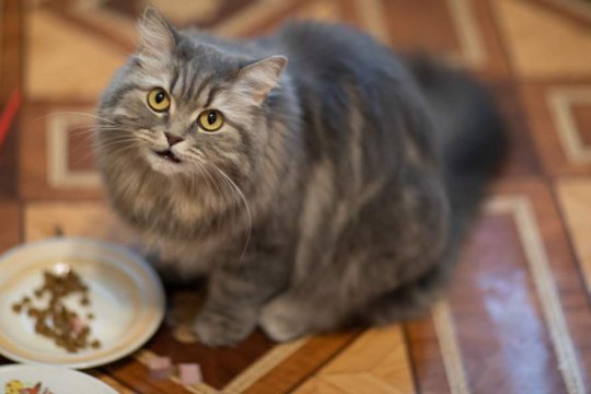 8 Reasons Why Cats Never Finish Their Food & What To Do