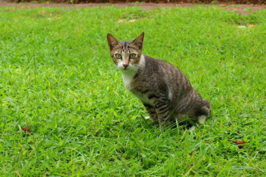 Why Is My Cat Not Using the Litter Box?