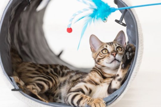 Why Do Some Cats Hiss When They Play?