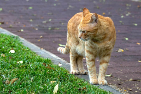 How Far From Home Do Domestic Cats Roam?