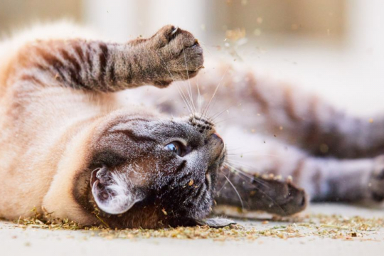 Why Do Cats Love To Roll Around in Catnip?